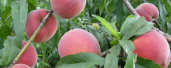 桃树产生药害怎么解决，