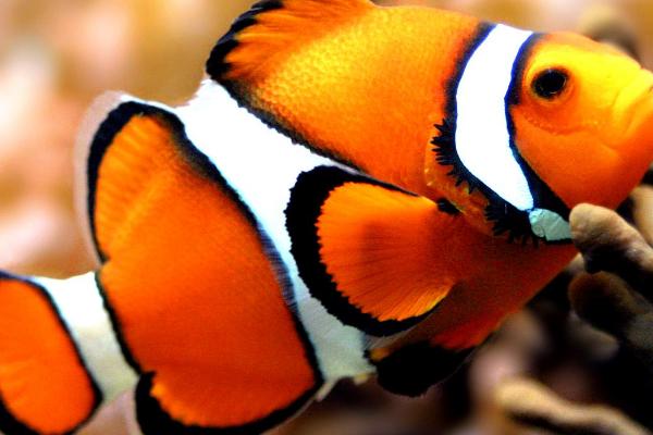 小丑鱼是不是鱼类，属于鱼类可以和海葵共生