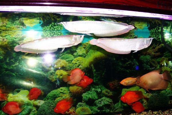 银龙鱼需要多大的缸，鱼缸必须要大于它的长度