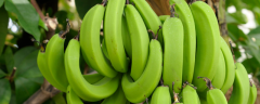 香蕉传播种子的方法，香