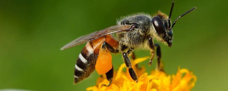 蜜蜂怎样才能快速春繁？整个春繁期都要加强病害防治工作
