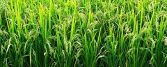 水稻种植技术与管理，常