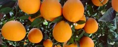 种植100亩脐橙的年收益，