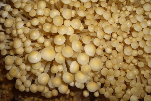 如何种植无公害金针菇，可将棉籽壳、秸秆、木屑作为栽培基质