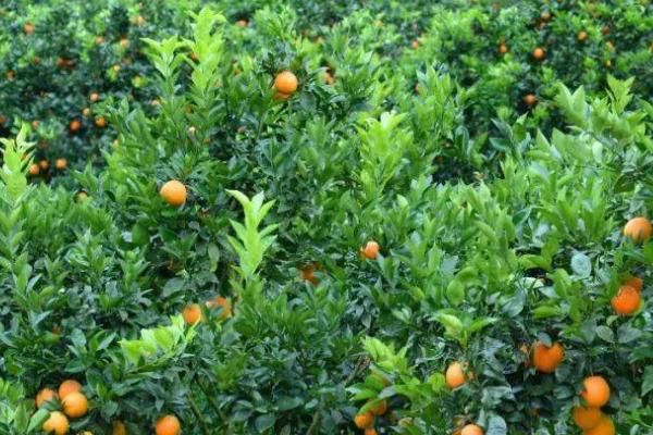 种植100亩脐橙的年收益，理想情况下可达到177500元左右