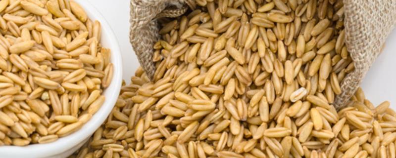 燕麦的种植时间，燕麦的种植环境