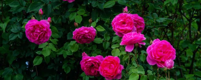 月季和玫瑰有什么区别，月季多为单花顶生且茎上的刺较少