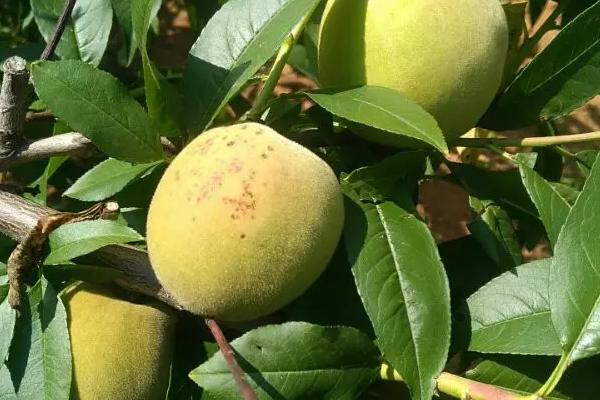 桃树疮痂病怎么治疗，桃树病害防治措施