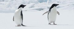 企鹅的尾巴有什么功能，