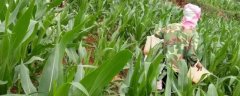 玉米配方施肥方法，可根