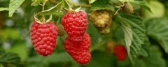 山莓多少钱一斤，附山莓