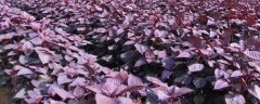 紫苏种植时间和方法，通