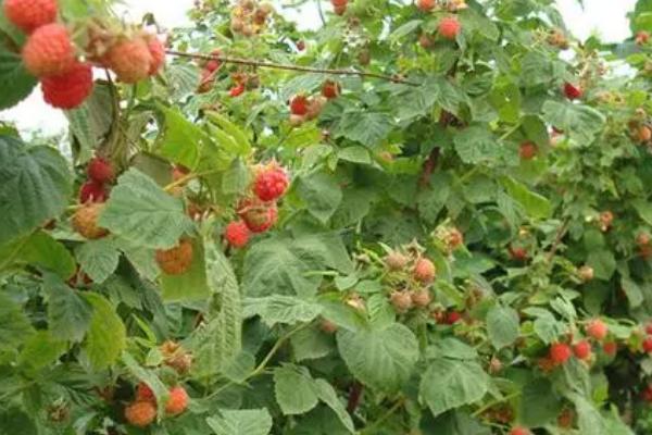 树莓的浇水间隔期，旱季每隔1-2天浇1次