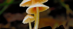食用蘑菇高产的种植技术