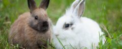 母兔难产的预防措施，需区分不同原因