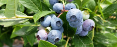 南方蓝莓怎么种植，有哪