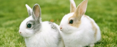 獭兔和家兔的习性区别，