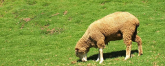 <b>绵羊养殖技术，详细介绍</b>
