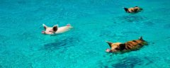 猪会游泳吗？不仅会，游