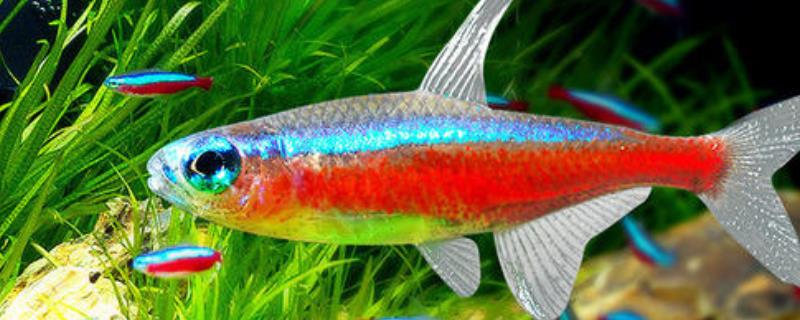 霓虹灯鱼怎么养，可混养但需注意温度、水质和饲料选择