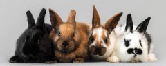 獭兔养殖与肉兔养殖的区