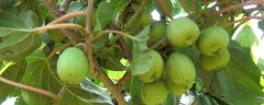 软枣猕猴桃树苗哪个品种