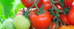 种植大棚西红柿能否赚钱