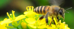 <b>蜜蜂酿蜜，附代表蜜种</b>