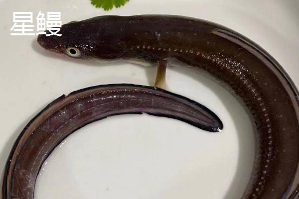 鳗鱼的体型，长度一般为60-90厘米左右