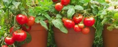 盆栽番茄播种时间，有哪