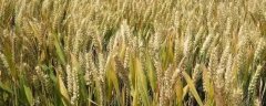 万丰505小麦品种的特征特