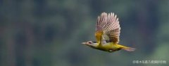 啄木鸟是几级保护动物，