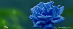 <b>33朵蓝玫瑰花语是什么意思，请问蓝玫瑰花语是什</b>