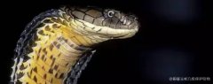 眼镜王蛇几级保护动物，