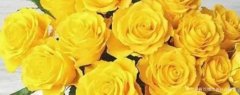 九朵黄玫瑰代表什么，请