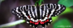 凤尾蝶有什么象征意义，