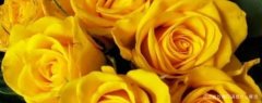 淡黄玫瑰花语是什么意思