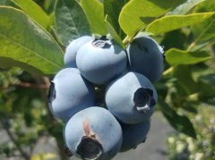 蓝莓树几年结果（蓝莓树