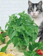 猫薄荷是何种植物（介绍