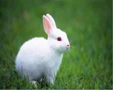 小白兔的生活习性大揭秘