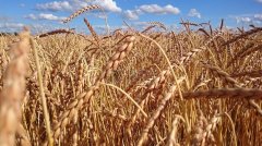 小麦一亩地产量 (一亩地小