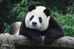 <strong>熊猫的繁殖（大熊猫的繁</strong>