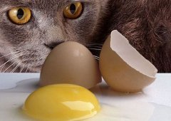 猫咪能吃生鸡蛋吗（猫咪