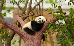 大熊猫睡眠方式（大熊猫