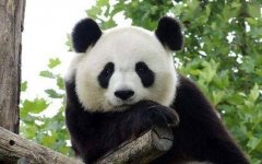 熊猫的耳朵特征介绍（介