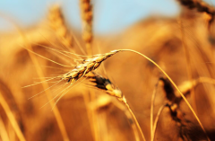 小麦苗的功效与作用及食