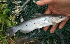 叉尾鮰鱼的特征和品种介