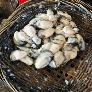 海蛎的营养价值及功效（