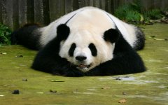 熊猫除了竹子还吃什么（