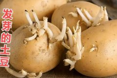 发芽土豆能否安全食用？